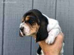 Basset Hound Puppy for sale in Jay, FL, USA