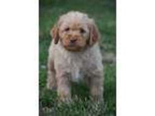 Labradoodle Puppy for sale in Hamburg, PA, USA