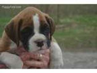Boxer Puppy for sale in Casey, IL, USA