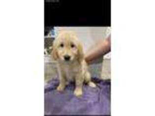 Goldendoodle Puppy for sale in Hopwood, PA, USA