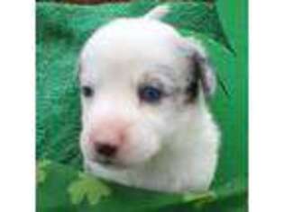 Cardigan Welsh Corgi Puppy for sale in Wytheville, VA, USA