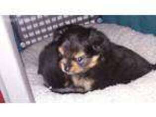 Pomeranian Puppy for sale in Midlothian, TX, USA