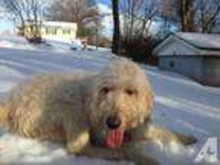 Goldendoodle Puppy for sale in ADVANCE, NC, USA