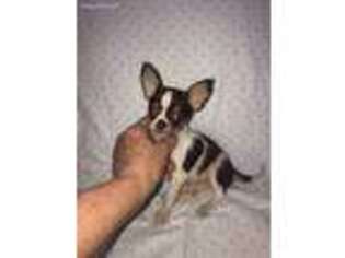 Chihuahua Puppy for sale in Saint Hedwig, TX, USA