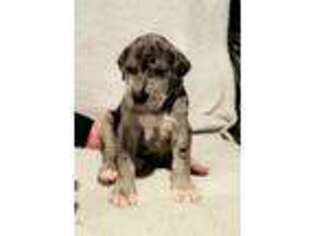 Great Dane Puppy for sale in Rocky Comfort, MO, USA