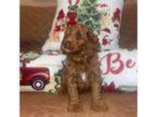 Labradoodle Puppy for sale in San Pablo, CA, USA