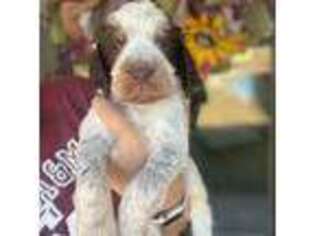 English Springer Spaniel Puppy for sale in Mobile, AL, USA