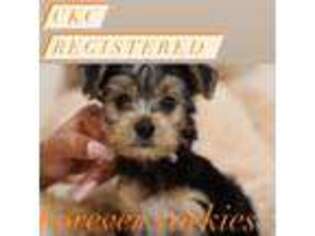 Yorkshire Terrier Puppy for sale in Long Beach, CA, USA