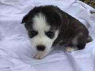 Alaskan Malamute Puppy for sale in Ceres, CA, USA