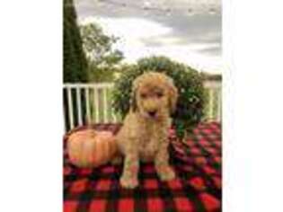 Labradoodle Puppy for sale in Bergen, NY, USA