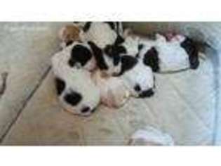 English Springer Spaniel Puppy for sale in Worcester, MA, USA