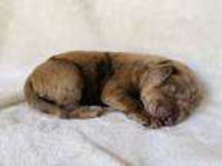 Labradoodle Puppy for sale in Sebring, FL, USA