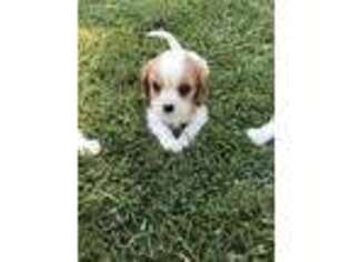 Cavalier King Charles Spaniel Puppy for sale in Milton, IA, USA