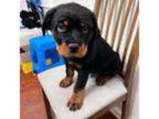 Rottweiler Puppy for sale in Tracy, CA, USA