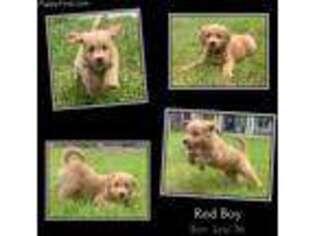 Goldendoodle Puppy for sale in Stella, NC, USA