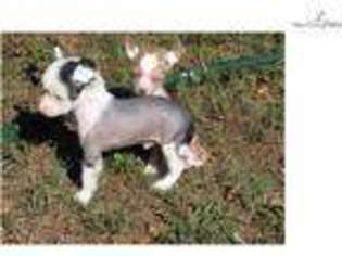 Chinese Crested Puppy for sale in College Station, TX, USA