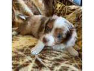 Miniature Australian Shepherd Puppy for sale in Ashwood, OR, USA