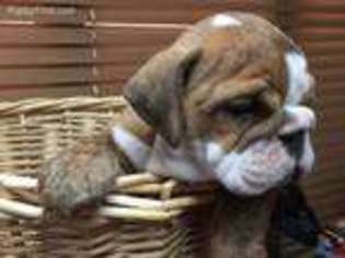 Bulldog Puppy for sale in Thatcher, AZ, USA