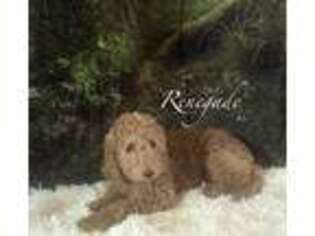 Goldendoodle Puppy for sale in Montpelier, OH, USA