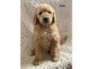 Goldendoodle Puppy for sale in Rochester, NY, USA