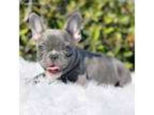 French Bulldog Puppy for sale in Pembroke Pines, FL, USA