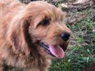 Goldendoodle Puppy for sale in Mc Caysville, GA, USA