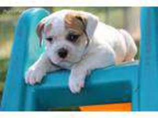 Olde English Bulldogge Puppy for sale in Millersburg, IN, USA