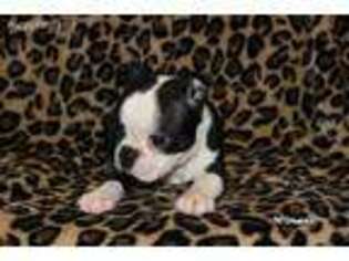 Boston Terrier Puppy for sale in Cisco, TX, USA