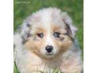 Australian Shepherd Puppy for sale in Grand Rapids, MI, USA