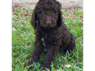Goldendoodle Puppy for sale in Colmesneil, TX, USA