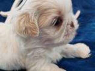 Mutt Puppy for sale in Bella Vista, AR, USA