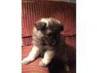 Keeshond Puppy for sale in Monson, ME, USA