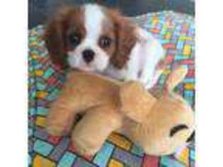 Cavalier King Charles Spaniel Puppy for sale in Rapid City, SD, USA