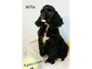 Cocker Spaniel Puppy for sale in Williamsburg, KY, USA