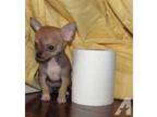 Chihuahua Puppy for sale in OWEGO, NY, USA