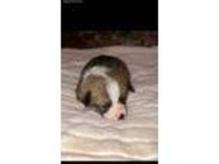 Pembroke Welsh Corgi Puppy for sale in Omaha, AR, USA
