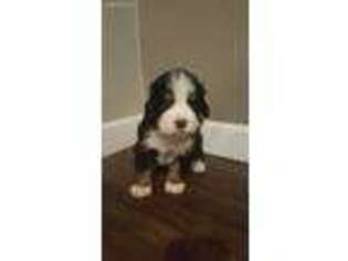 Bernese Mountain Dog Puppy for sale in East Grand Forks, MN, USA