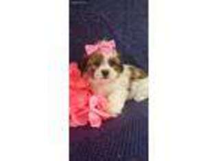 Shorkie Tzu Puppy for sale in Downing, MO, USA