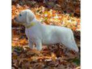 Labrador Retriever Puppy for sale in Greenville, RI, USA