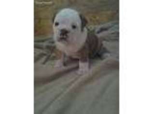 Bulldog Puppy for sale in Danville, KY, USA