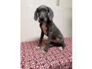 Great Dane Puppy for sale in Conway, AR, USA