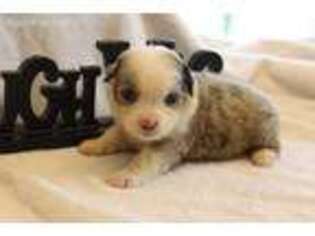 Miniature Australian Shepherd Puppy for sale in Kopperl, TX, USA
