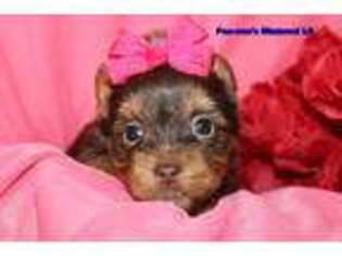 Yorkshire Terrier Puppy for sale in Leesville, LA, USA