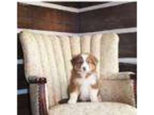 Australian Shepherd Puppy for sale in Three Forks, MT, USA