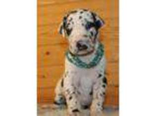 Great Dane Puppy for sale in Helena, MT, USA