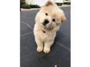 Chow Chow Puppy for sale in Escondido, CA, USA