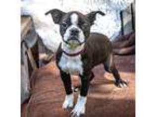 Boston Terrier Puppy for sale in Belmont, CA, USA
