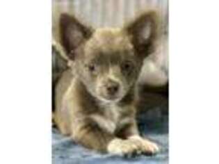 Chihuahua Puppy for sale in Waco, TX, USA