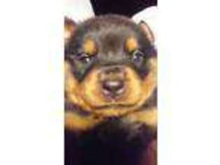 Rottweiler Puppy for sale in Paw Paw, IL, USA