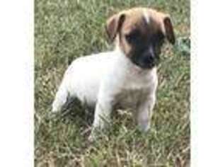 Jack Russell Terrier Puppy for sale in Nashville, NC, USA